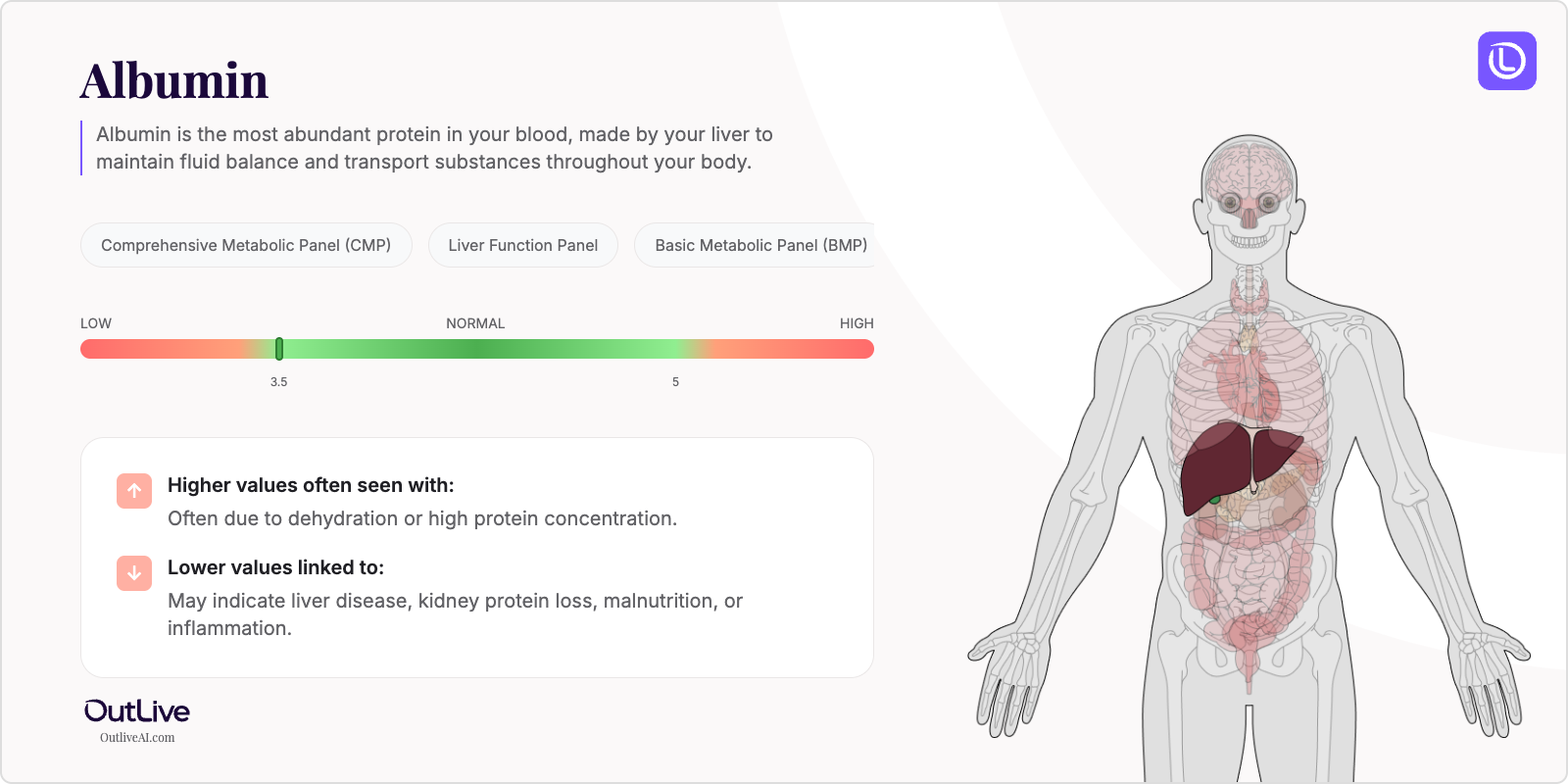 Understanding Your Albumin Test Results