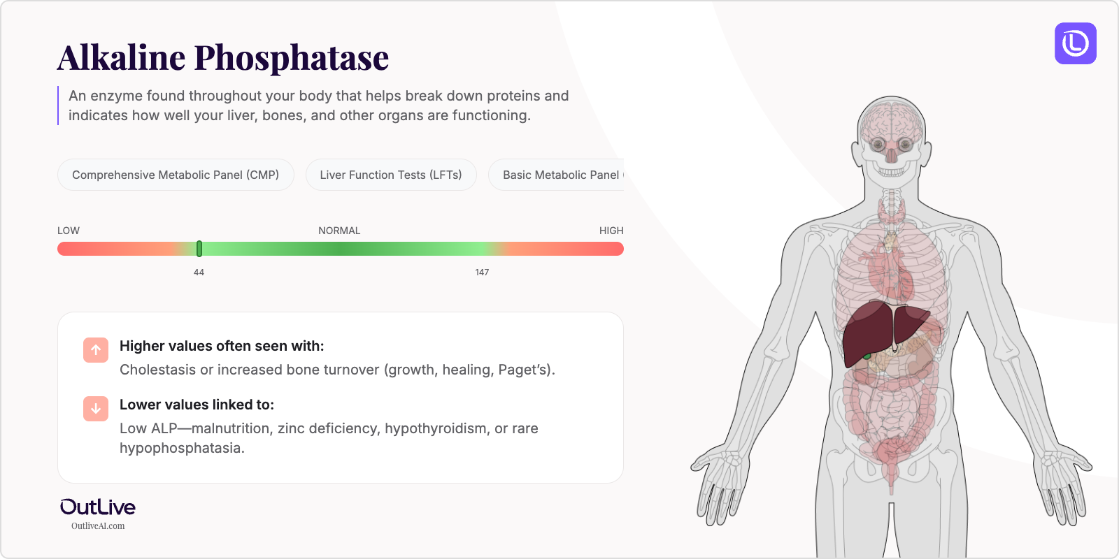 Understanding Your Alkaline Phosphatase (ALP) Test Results