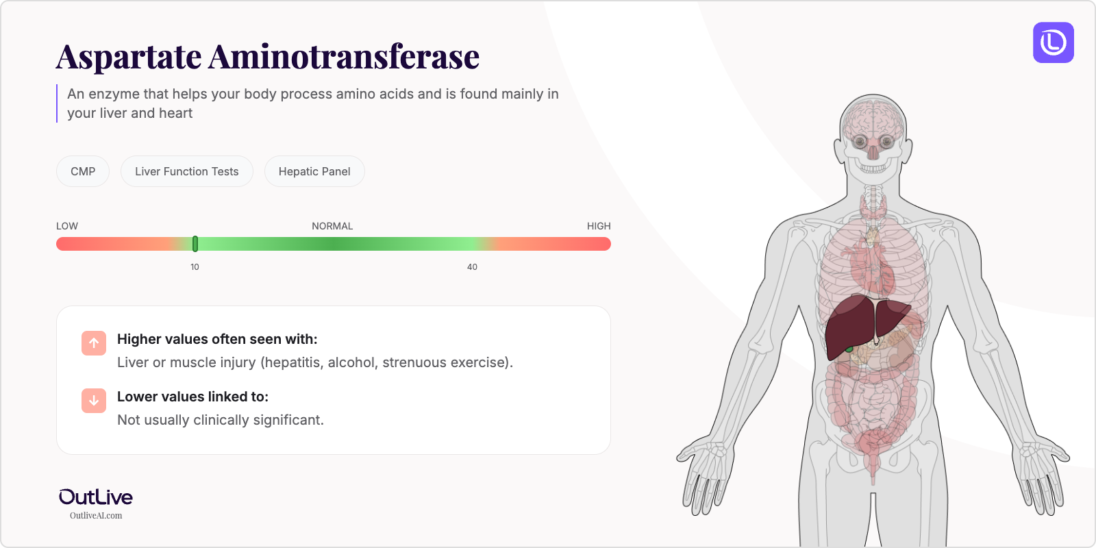 Understanding Your AST (Aspartate Aminotransferase) Test Results