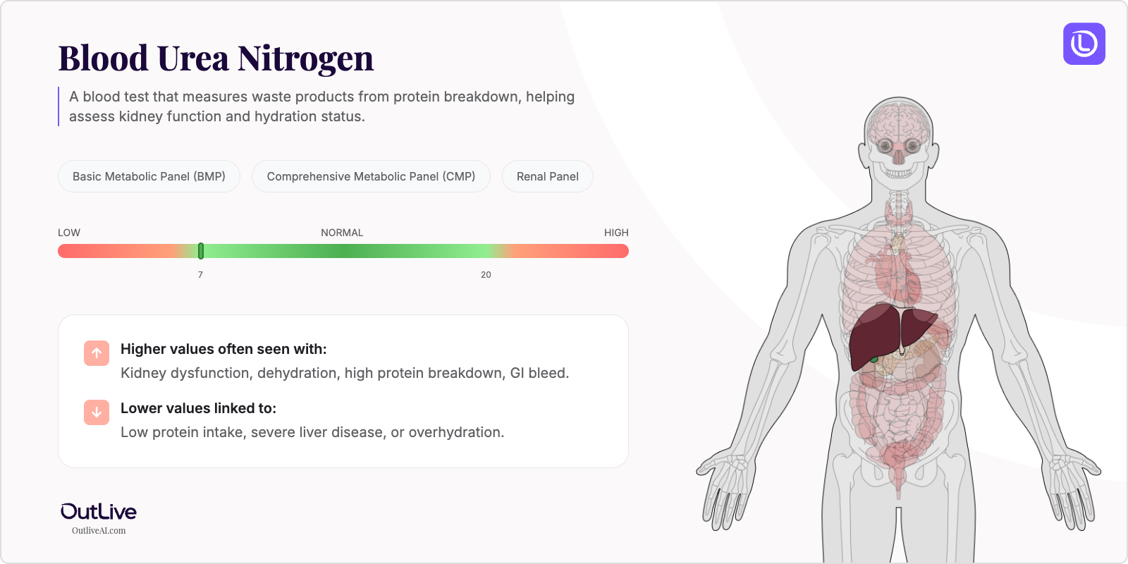 Understanding Your BUN (Blood Urea Nitrogen) Test Results