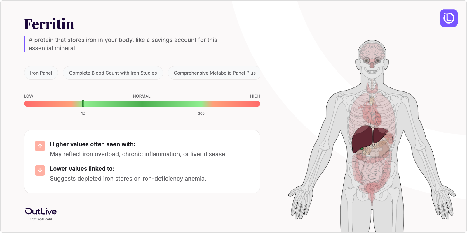 Understanding Your Ferritin Test Results