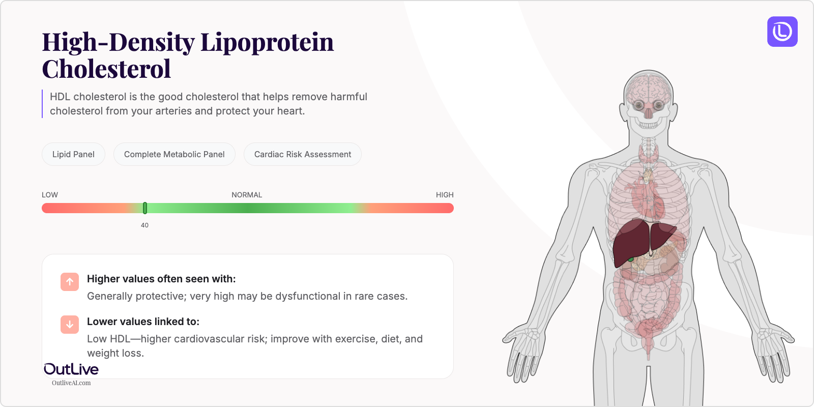 Understanding Your HDL Cholesterol Test Results