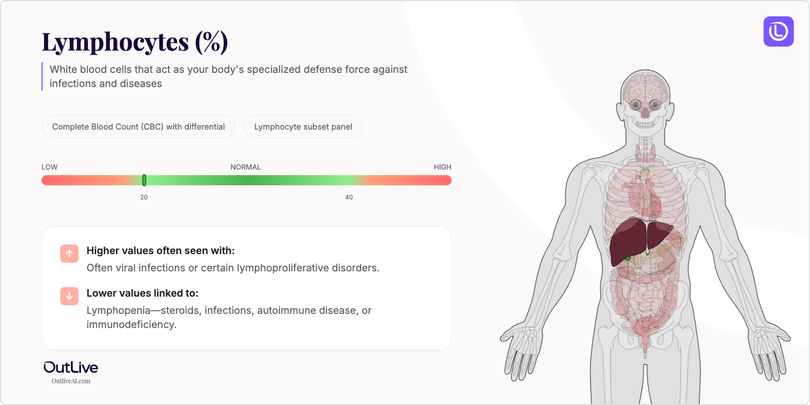Understanding Your Lymphocytes Test Results