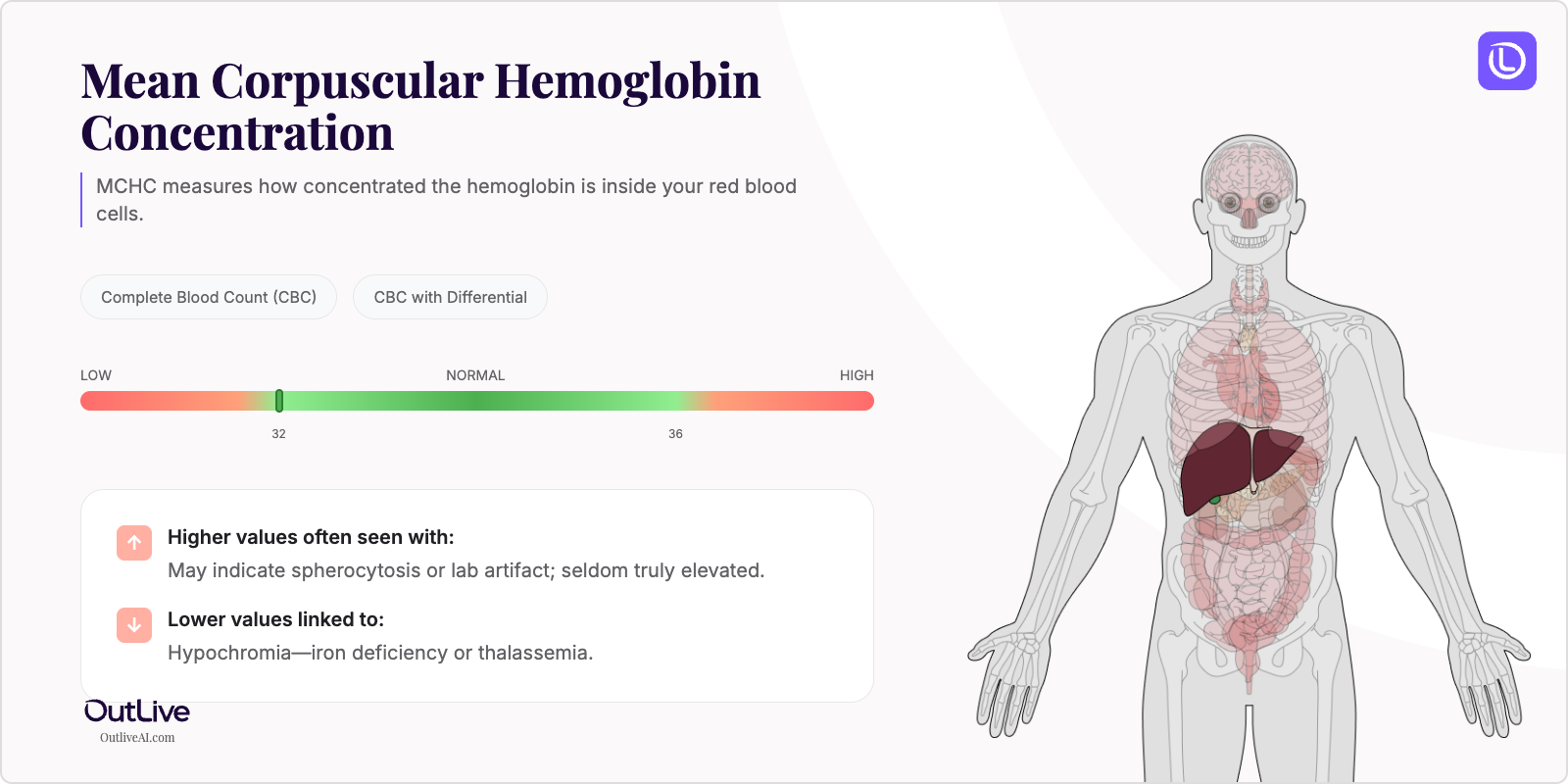 Understanding Your MCHC Test Results