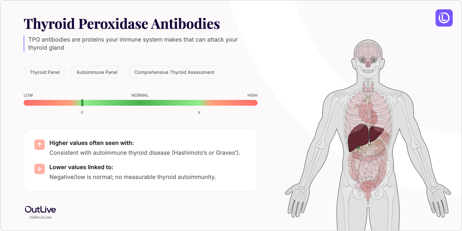Understanding Your TPO Antibodies Test Results