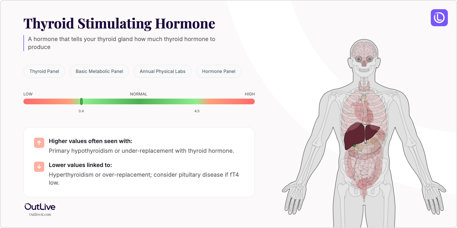 Understanding Your TSH Test Results