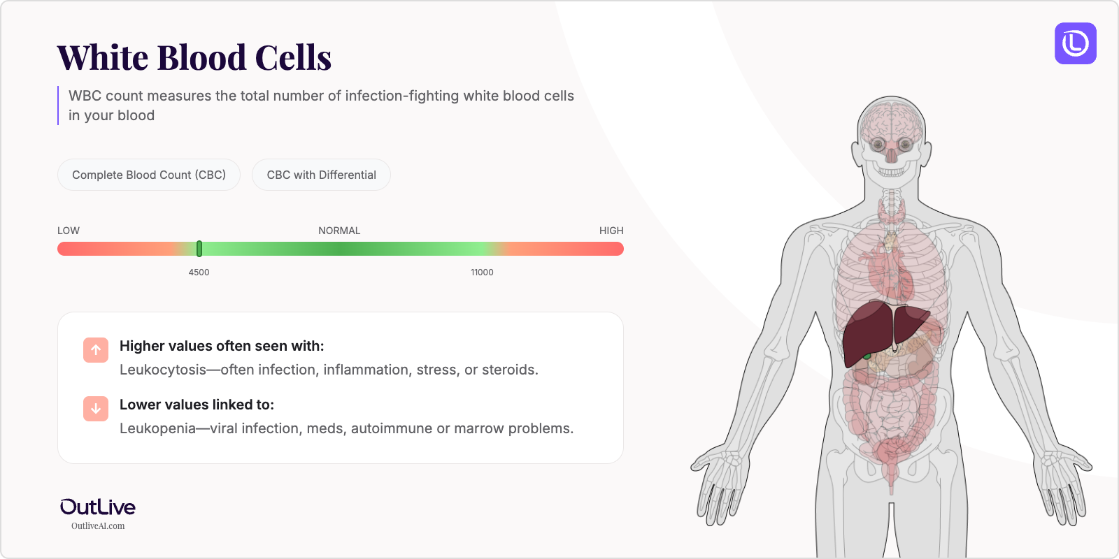 Understanding Your White Blood Cell Count (WBC) Test Results