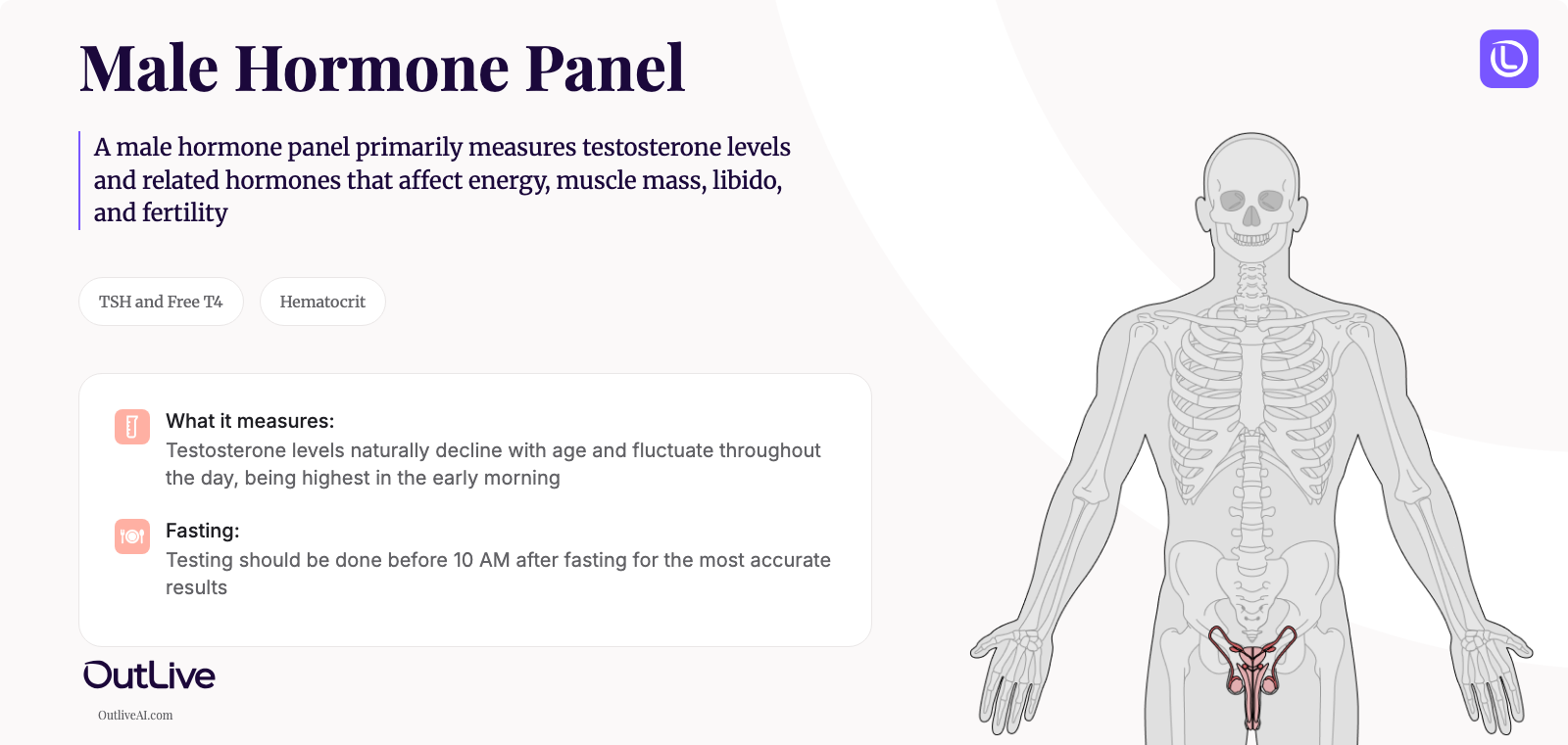A Simple Guide to the Male Hormone Panel Test